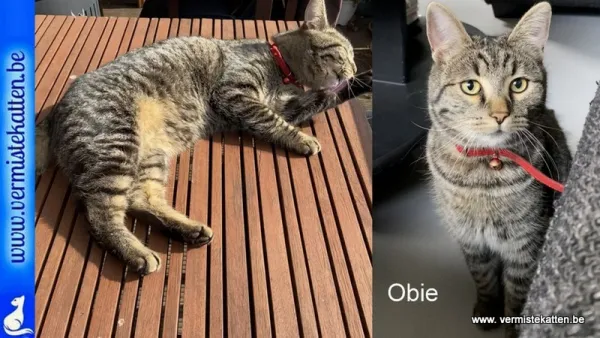 Obie