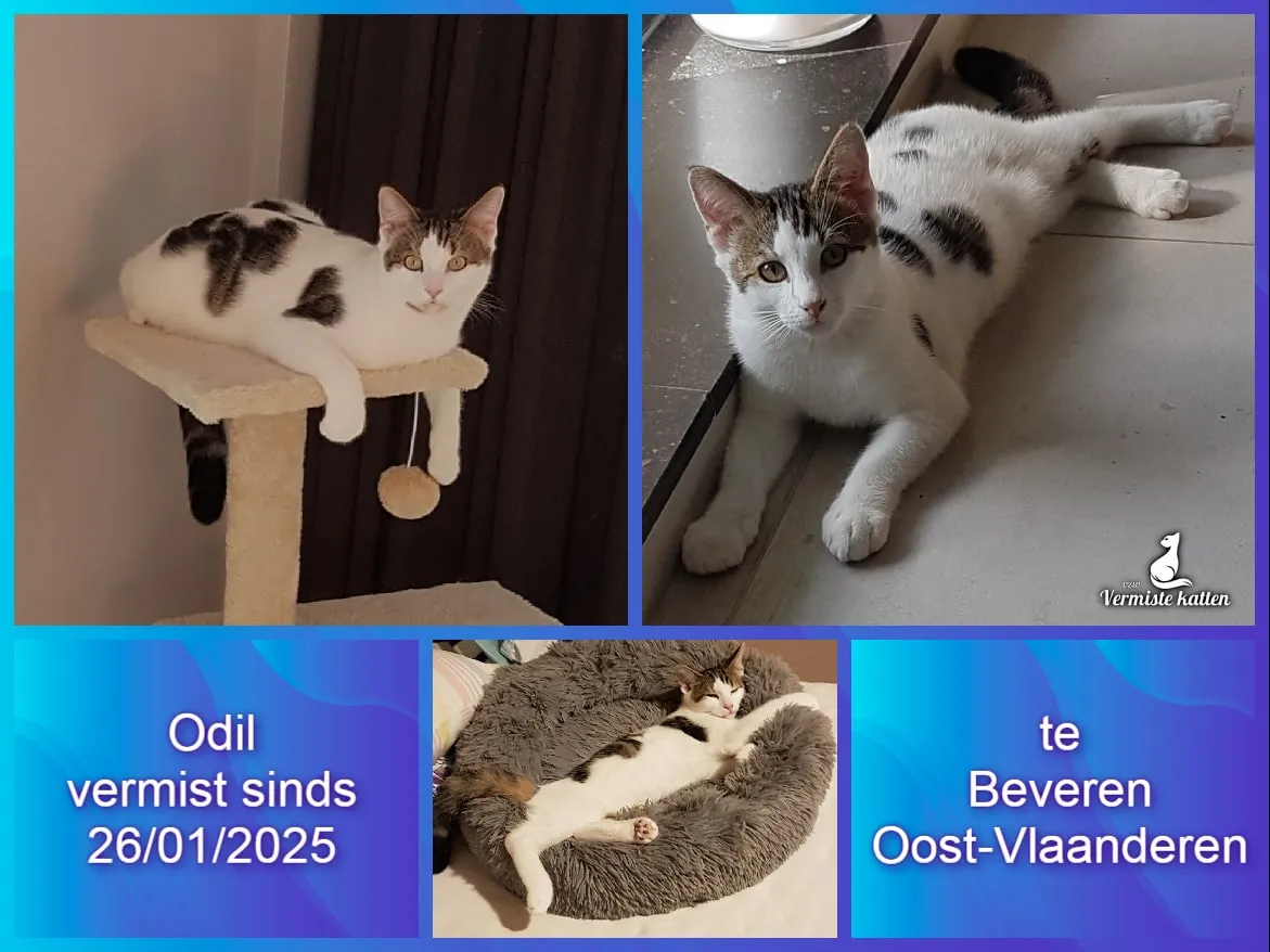 Odil