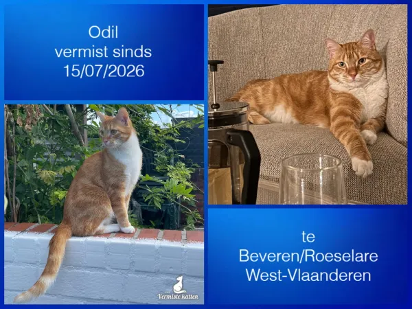 Odil