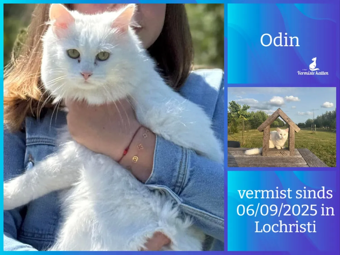 Odin