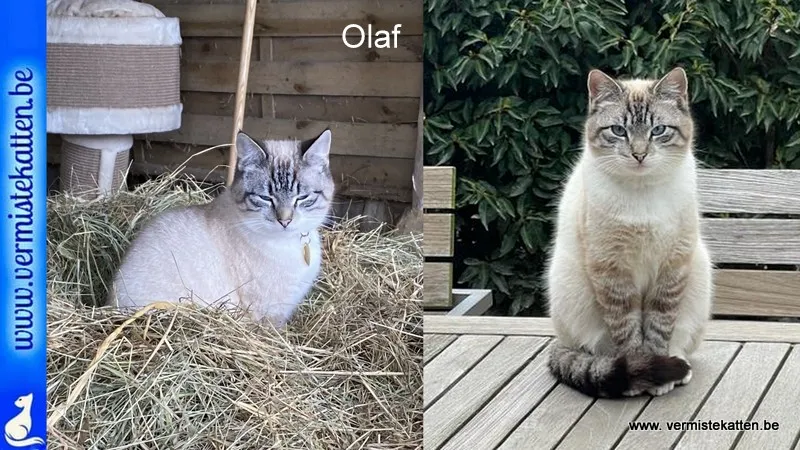 Olaf