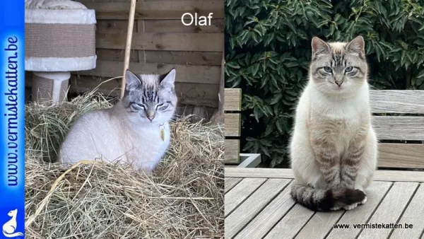 Olaf