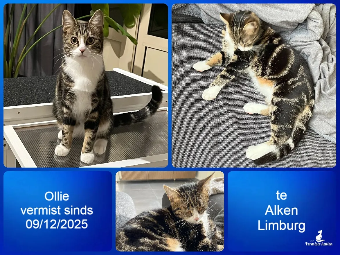 Ollie (Sylvester)