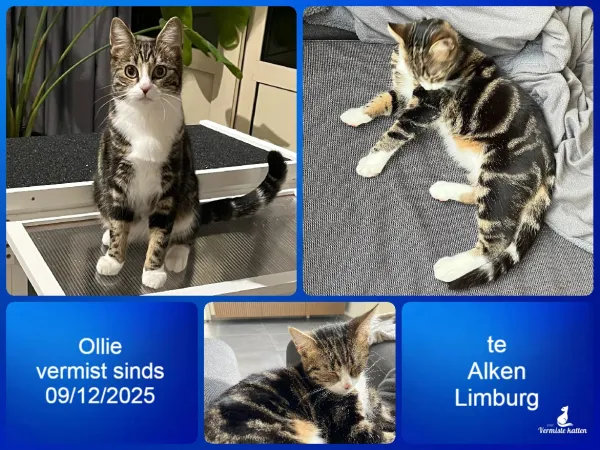 Ollie (Sylvester)