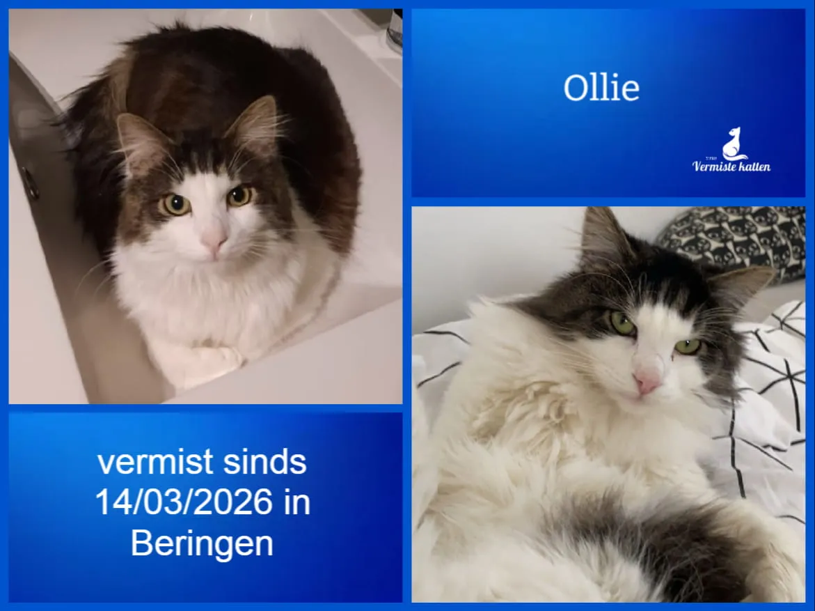 Ollie