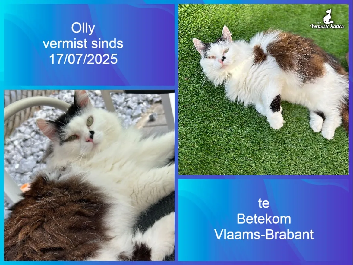 Olly