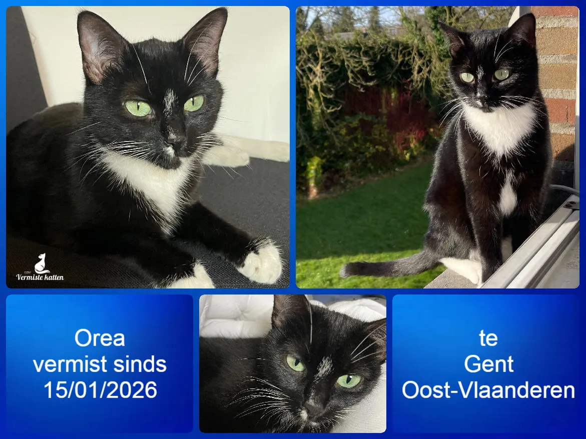 Orea