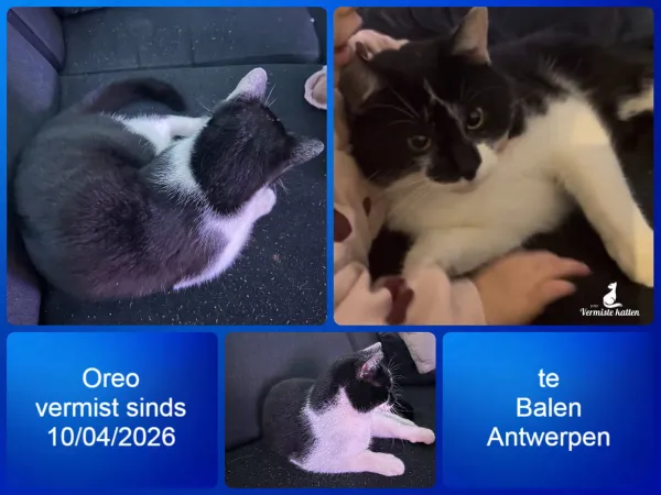Oreo