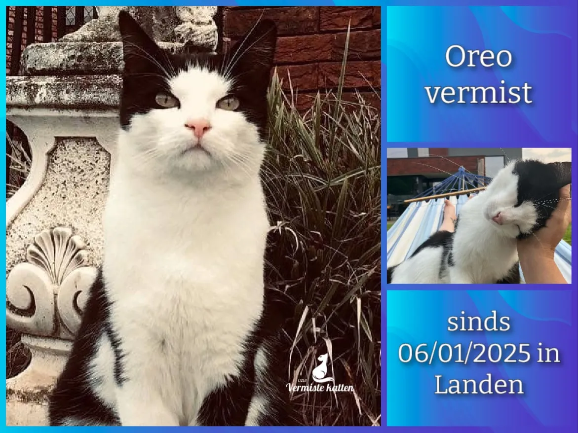Oreo