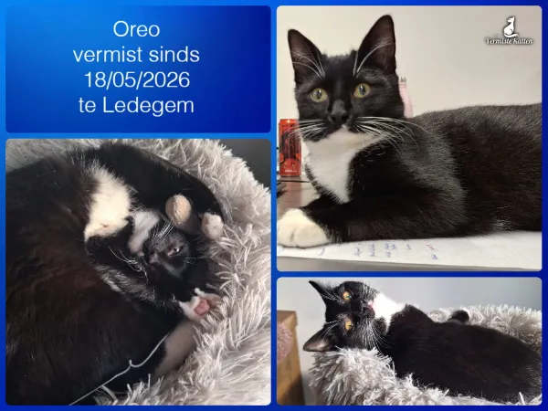 Oreo