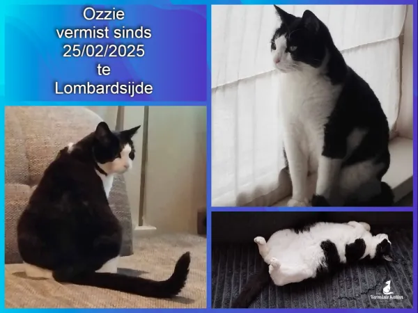 Ozzie