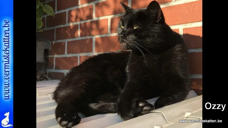 Ozzy