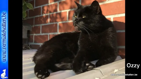 Ozzy