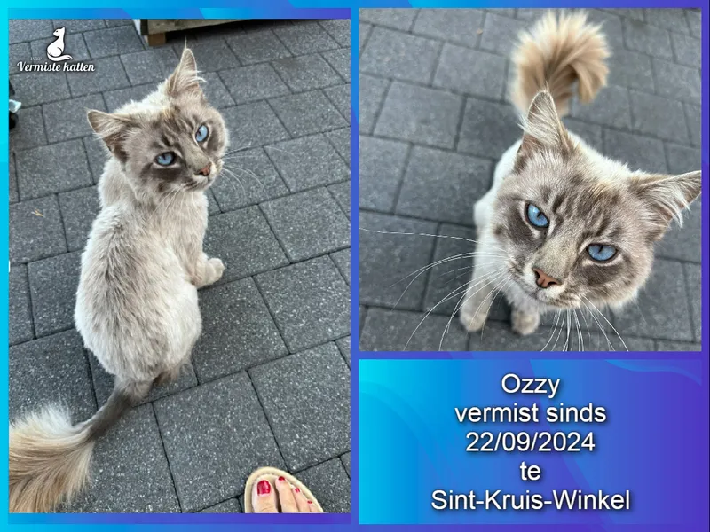 Ozzy
