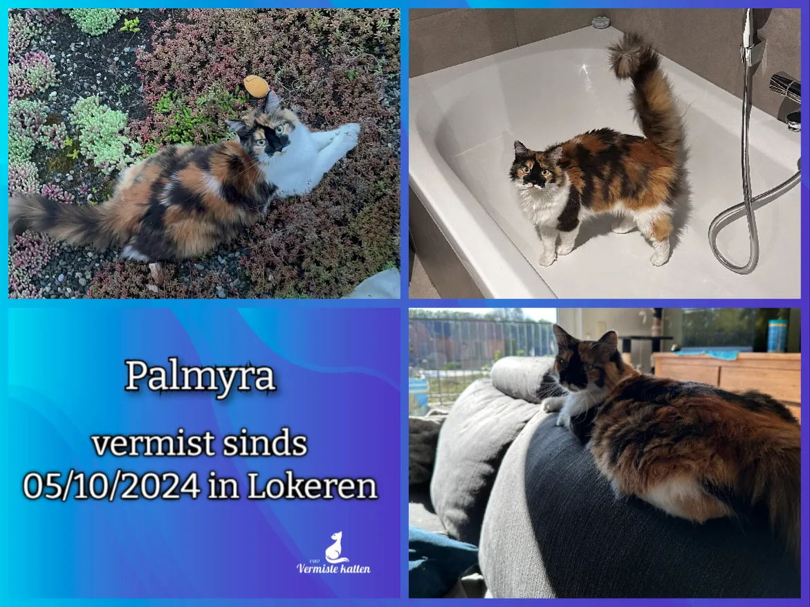 Palmyra