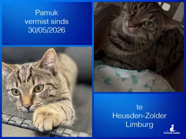 Pamuk