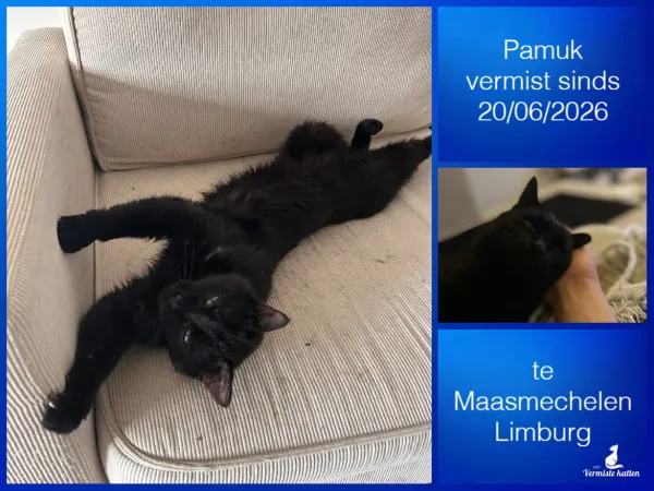 Pamuk