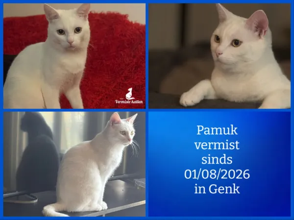 Pamuk