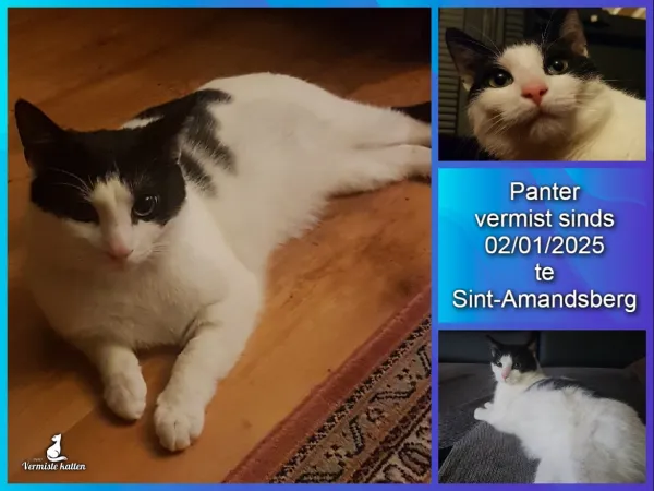 Panter