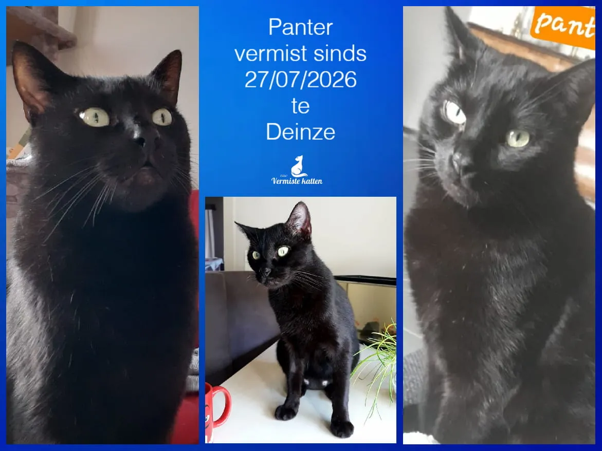 Panter