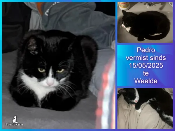 Pedro