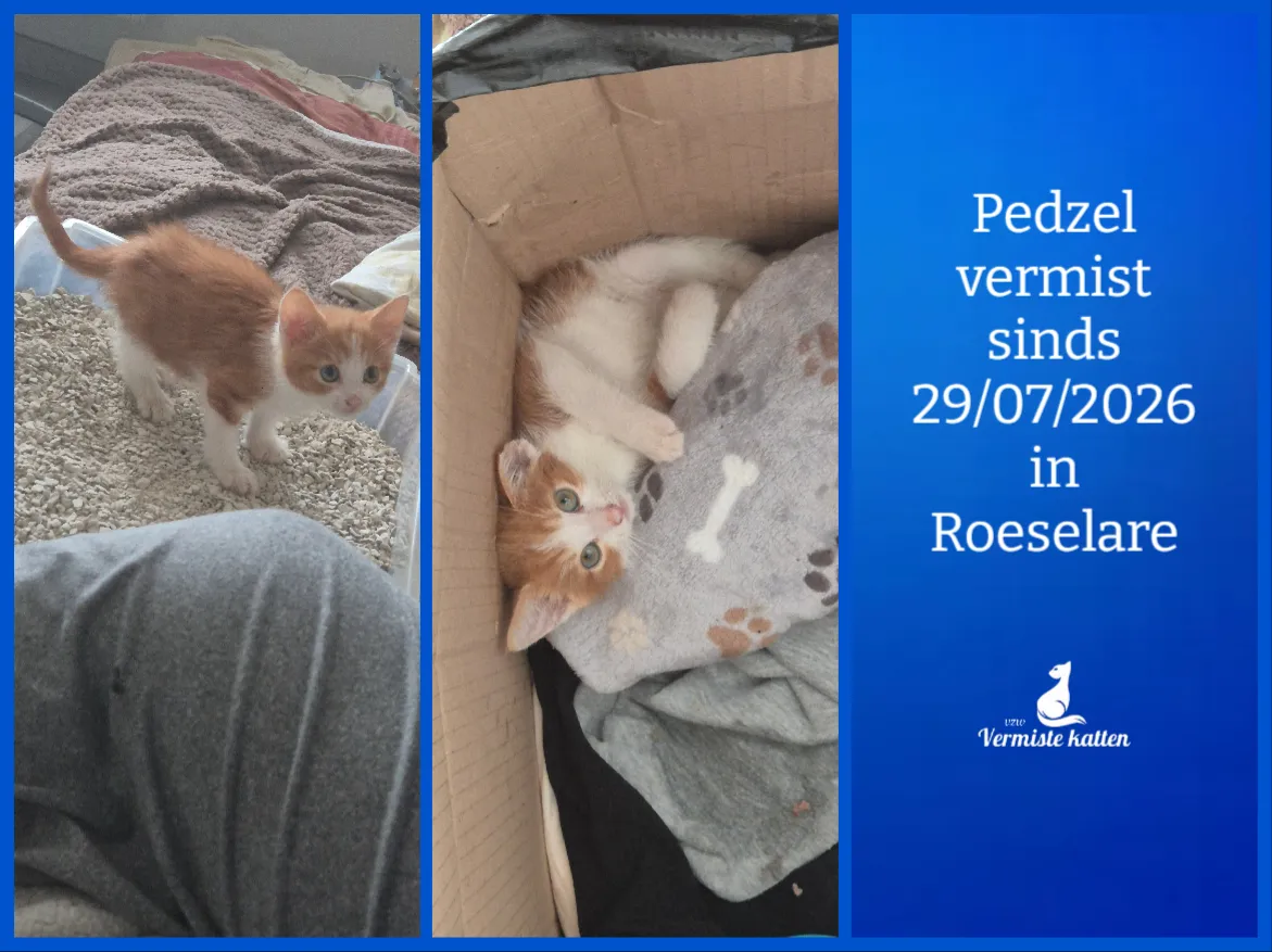 Pedzel