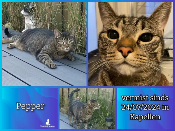 Pepper