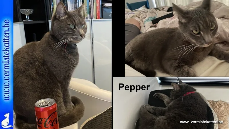 Pepper