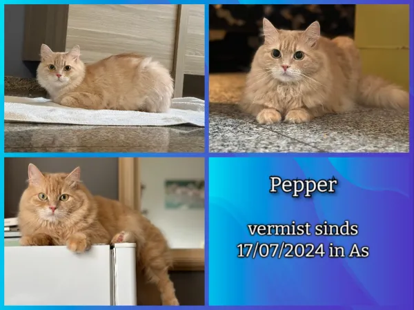 Pepper