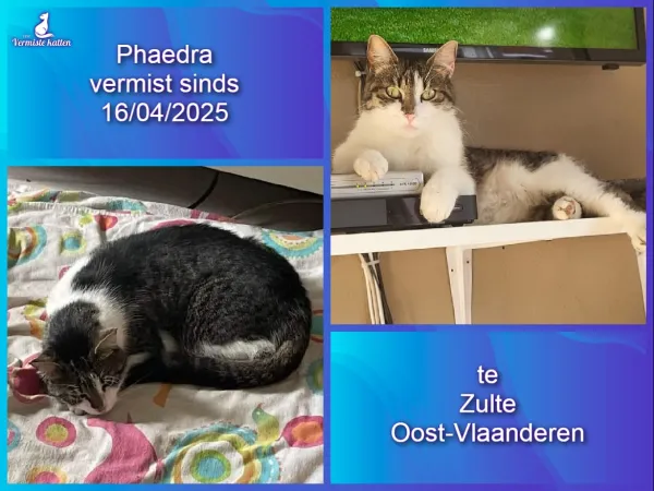 Phaedra