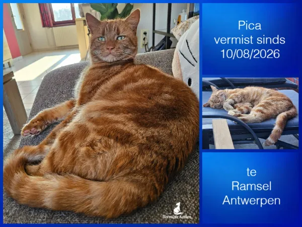 Pica