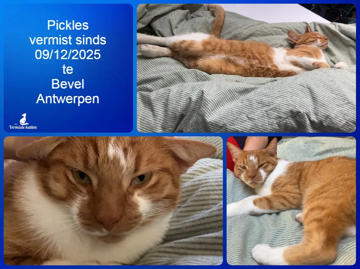 Pickles
