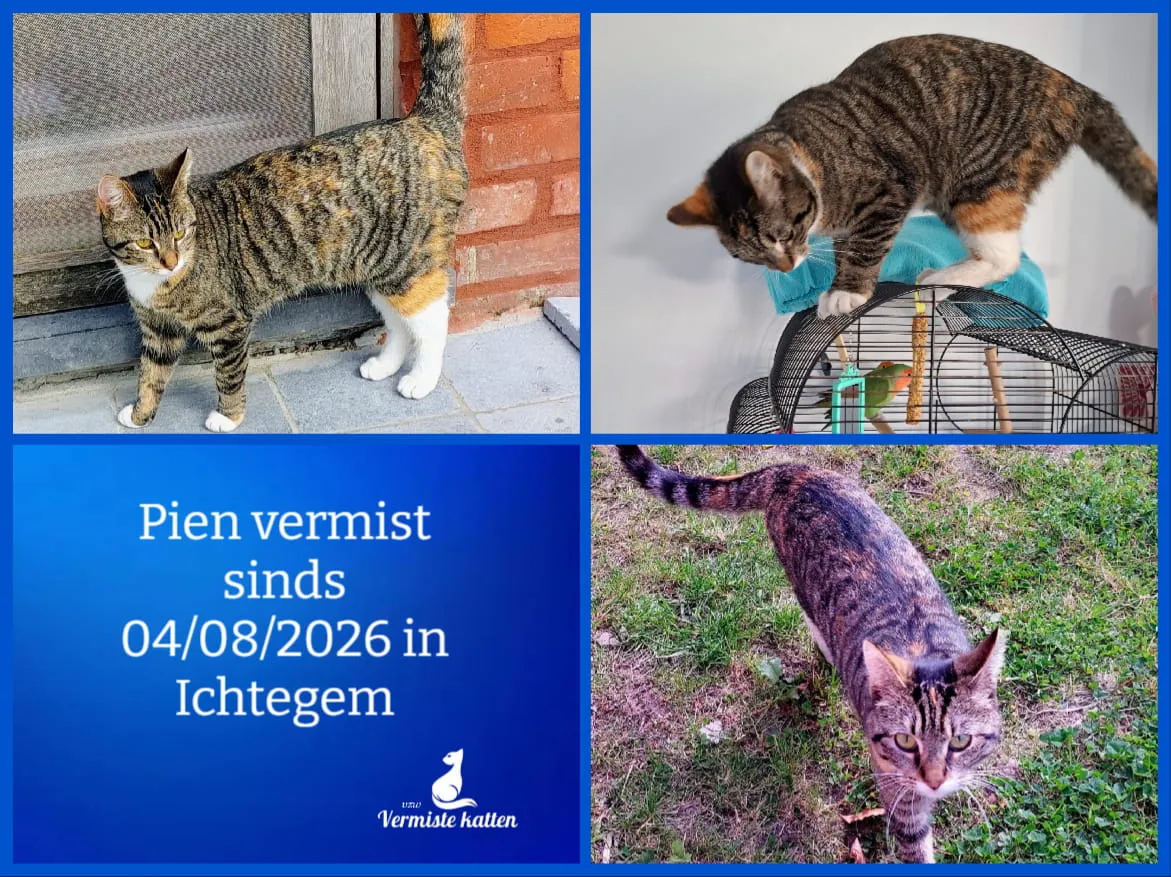 Pien