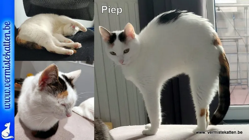 Piep