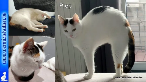 Piep