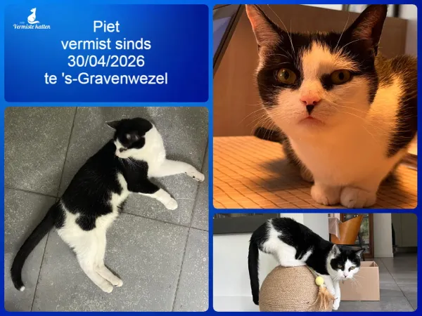 Piet