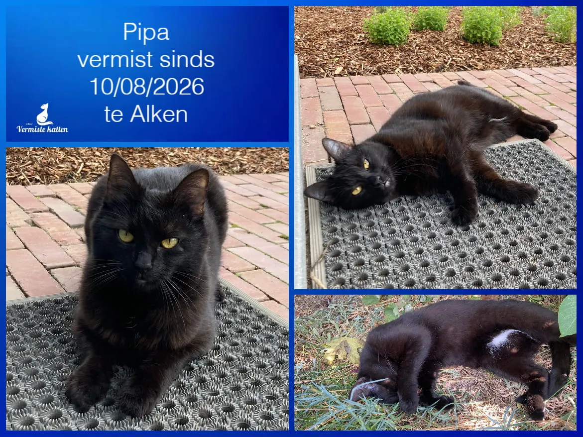 Pipa