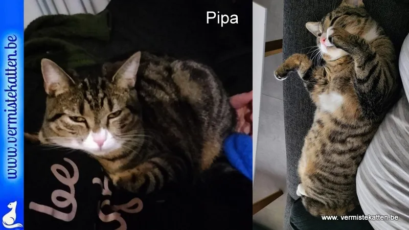 Pipa