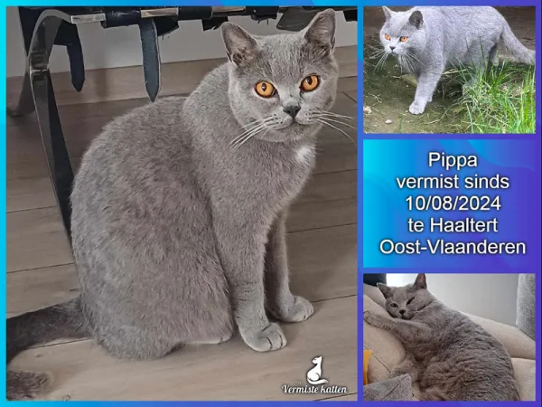 Pippa