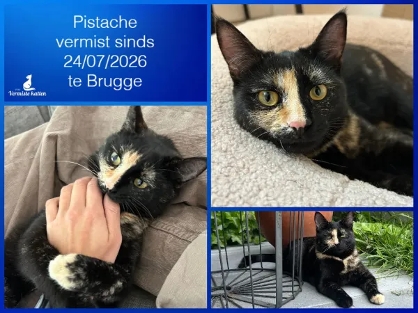 Pistache