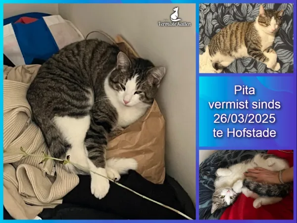 Pita