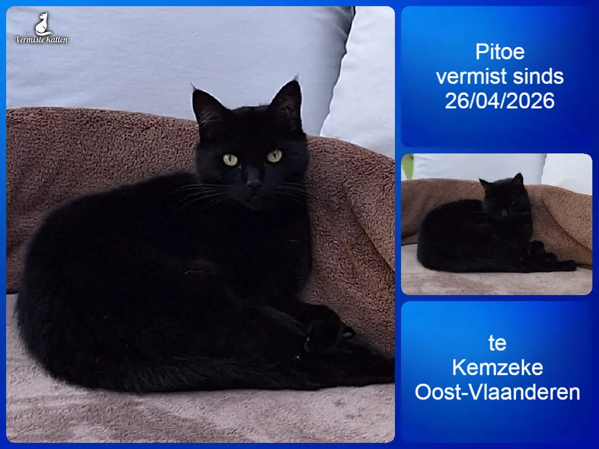 Pitoe