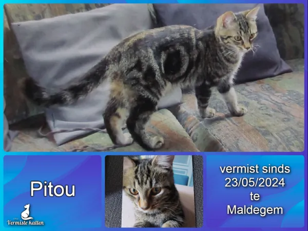 Pitou