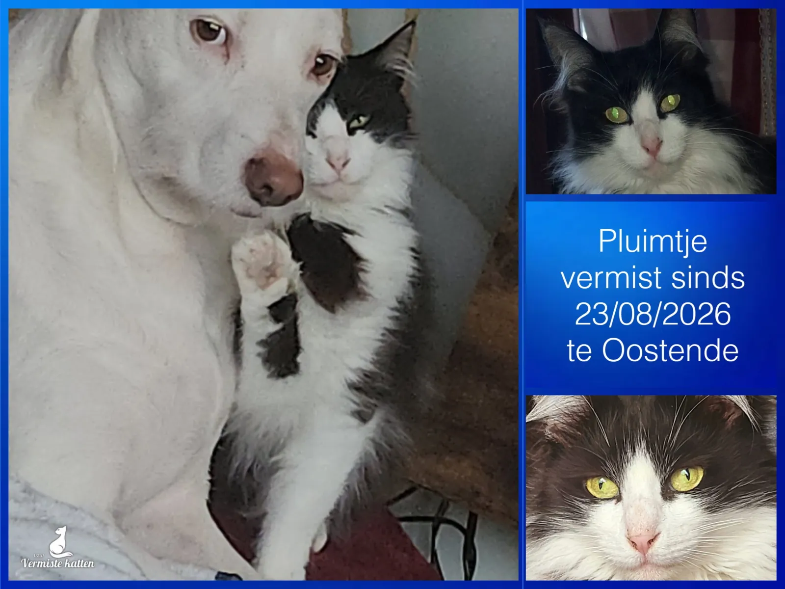 Pluimtje