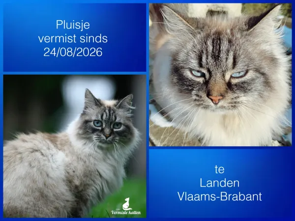 Pluisje