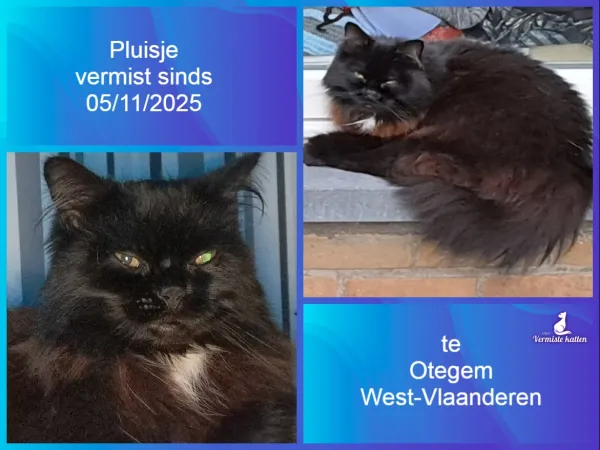 Pluisje