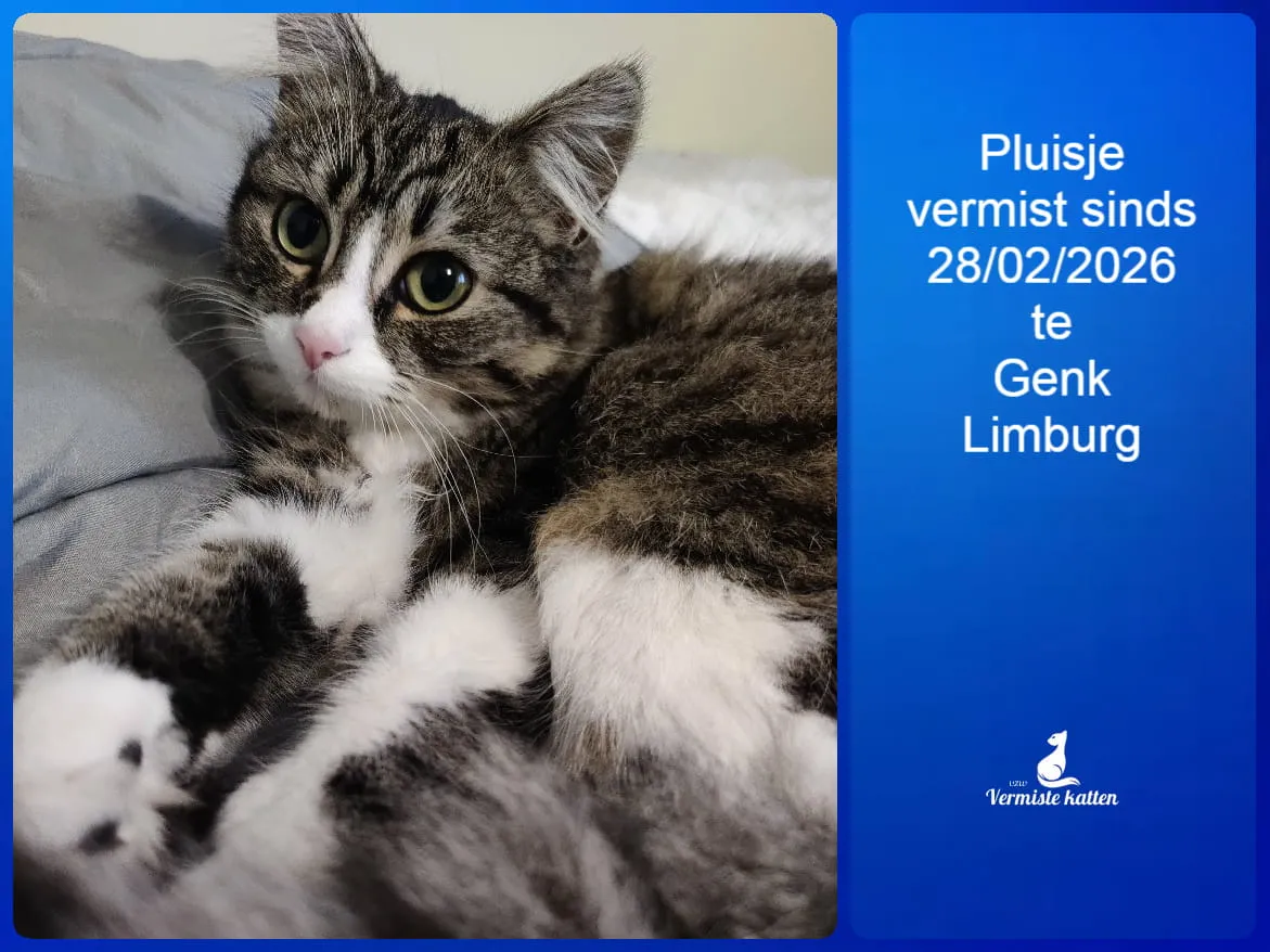 Pluisje