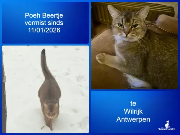Poeh Beertje
