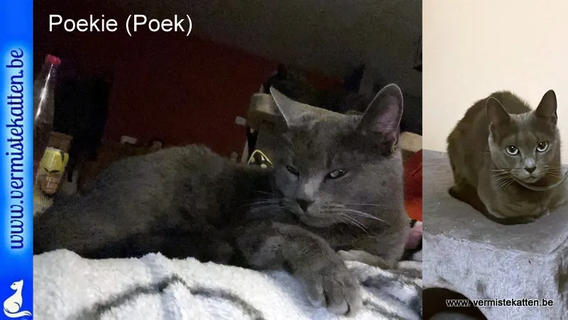 Poekie/poek