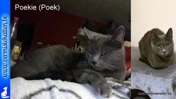 Poekie/poek